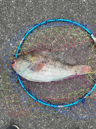 ブダイの釣果