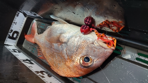 マダイの釣果