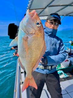 マダイの釣果