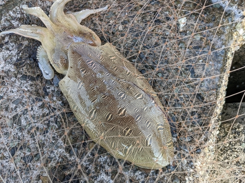 コウイカの釣果