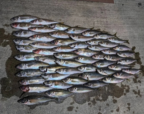 アジの釣果