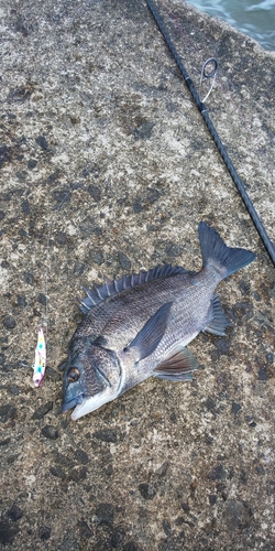 クロダイの釣果