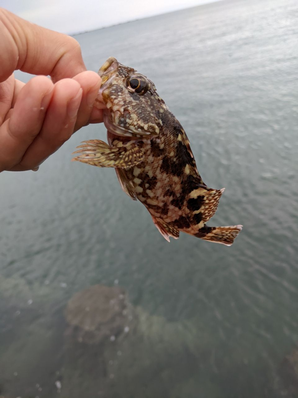 カサゴ
