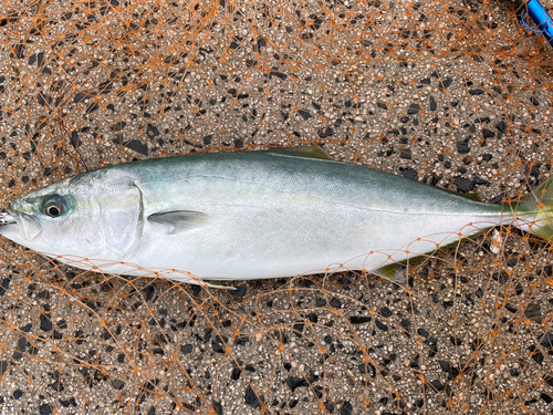 ヤズの釣果