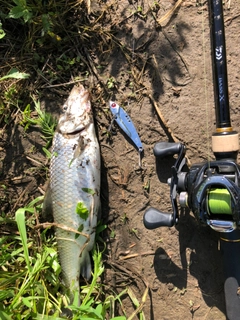 ニゴイの釣果