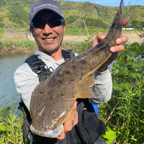 マゴチの釣果