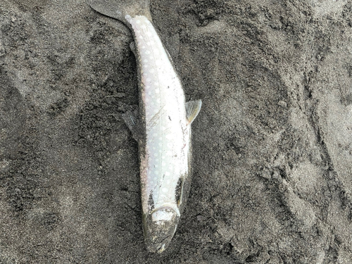 アメマスの釣果