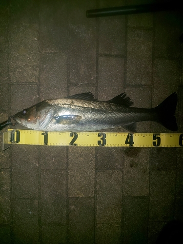 潮見さざなみ公園で釣れたシーバスの釣り・釣果情報 - アングラーズ