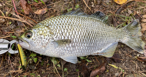 釣果