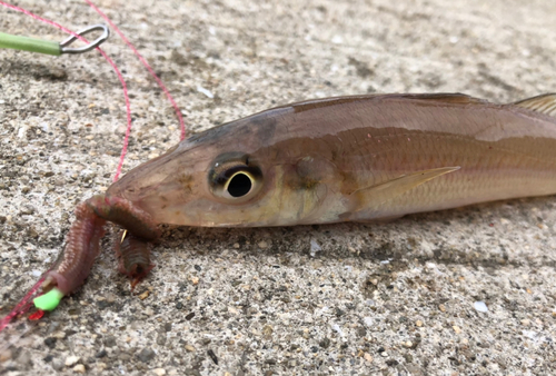 キスの釣果