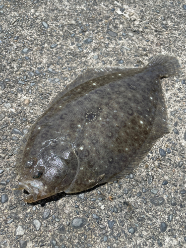 ガンゾウビラメの釣果