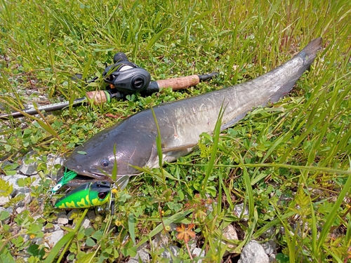 ナマズの釣果