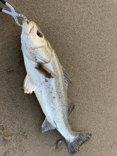 スズキの釣果