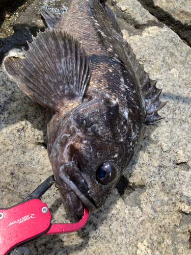 クロソイの釣果