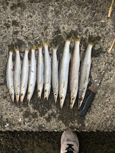 カマスの釣果