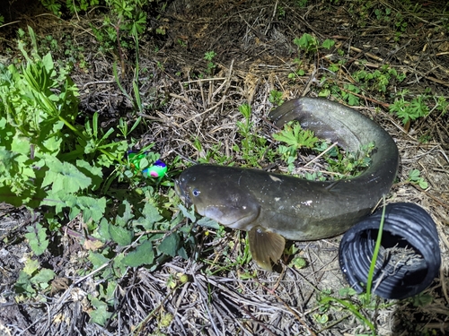 ナマズの釣果