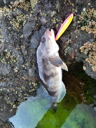 ホッケの釣果