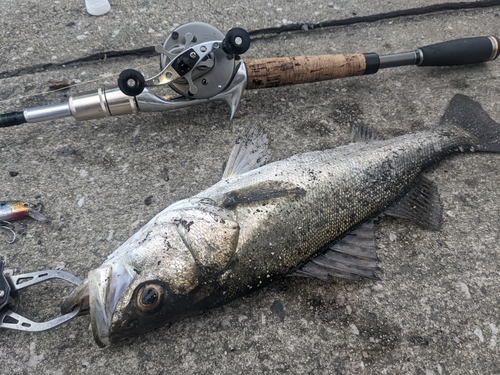 セイゴ（マルスズキ）の釣果