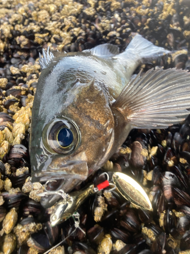 クロメバルの釣果