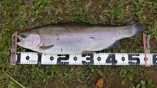 ニジマスの釣果