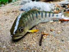 アマゴの釣果