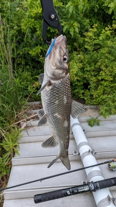 ニゴイの釣果