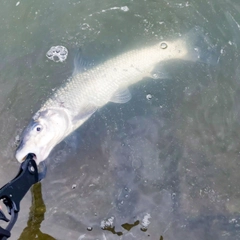 ニゴイの釣果