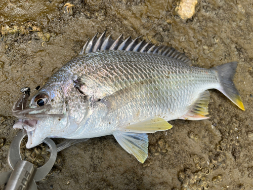 キビレの釣果