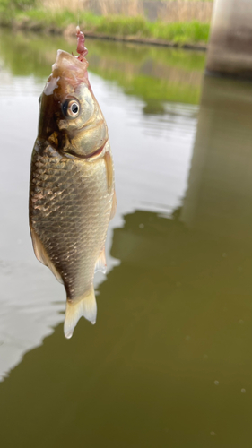 マブナの釣果