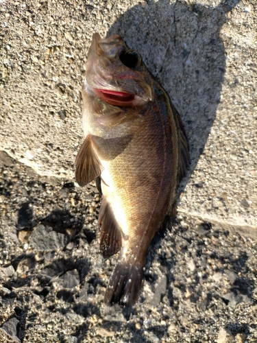 シロメバルの釣果