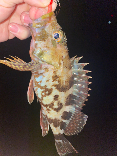 カサゴの釣果