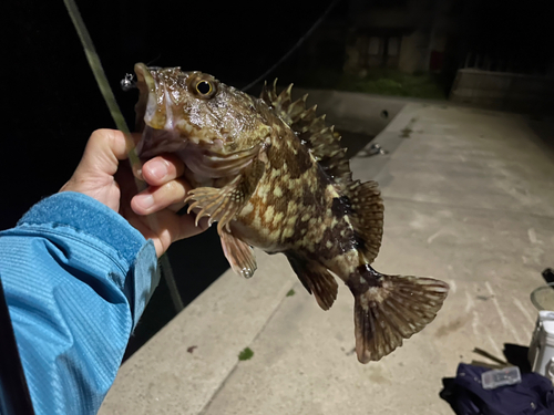 カサゴの釣果