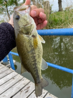 ラージマウスバスの釣果