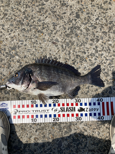 チヌの釣果