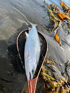 サクラマスの釣果