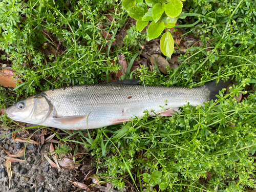 マルタウグイの釣果