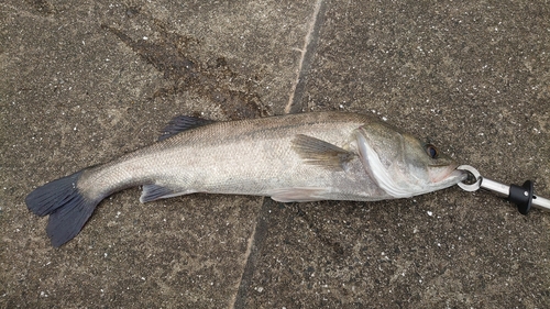 スズキの釣果