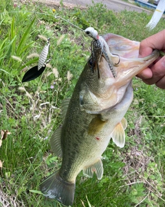 ラージマウスバスの釣果