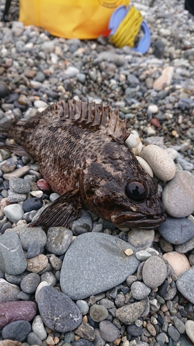 ソイの釣果