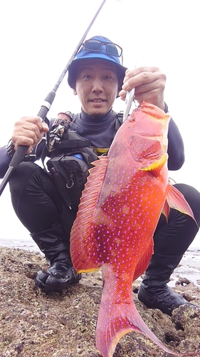 バラハタの釣果