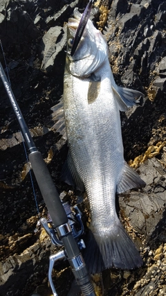 ヒラスズキの釣果