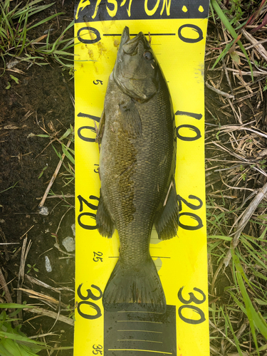 スモールマウスバスの釣果