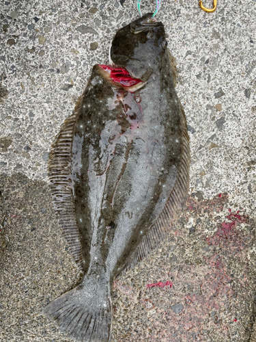 ヒラメの釣果