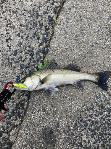 シーバスの釣果