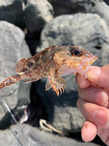 アラカブの釣果