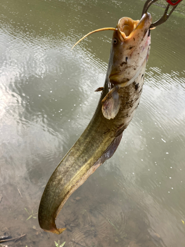 ナマズの釣果