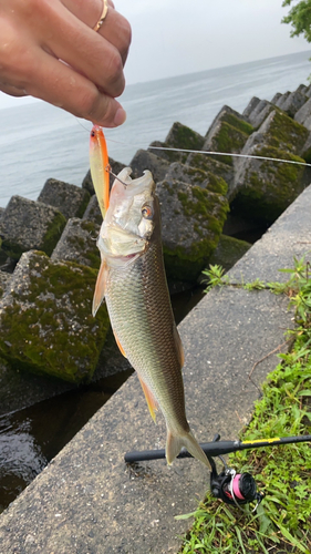 ケタバスの釣果