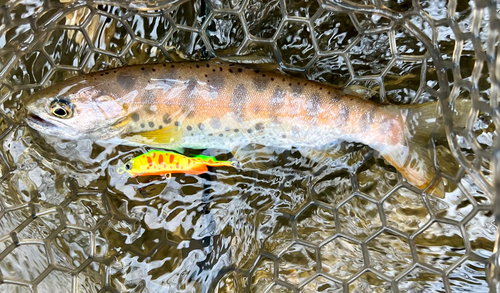 ヤマメの釣果