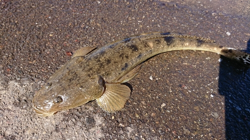 マゴチの釣果