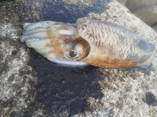 コウイカの釣果